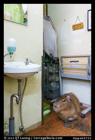Capybara resting in room, Yokohama. Japan (color)