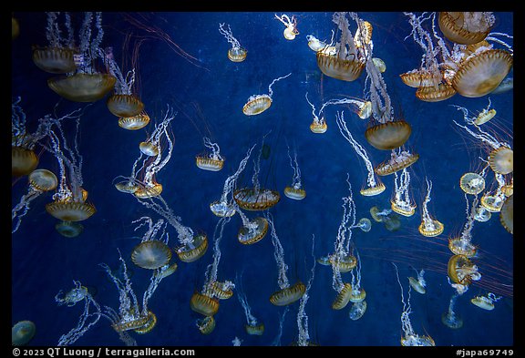 Jellyfish exhibit, Enoshima Aquarium. Fujisawa, Japan (color)