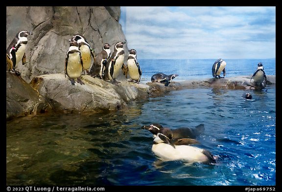 Penguins, Enoshima Aquarium. Fujisawa, Japan (color)