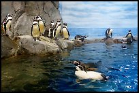 Penguins, Enoshima Aquarium. Fujisawa, Japan ( color)
