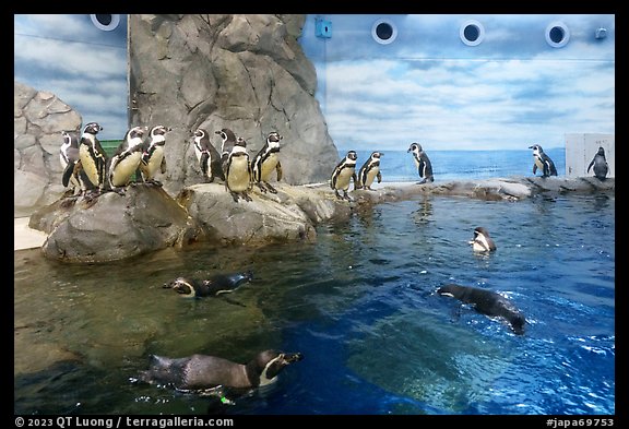 Penguin exhibit, Enoshima Aquarium. Fujisawa, Japan (color)