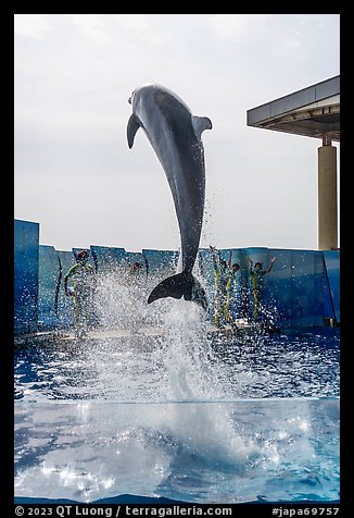 Dolphin jumping during show, Enoshima Aquarium. Fujisawa, Japan (color)