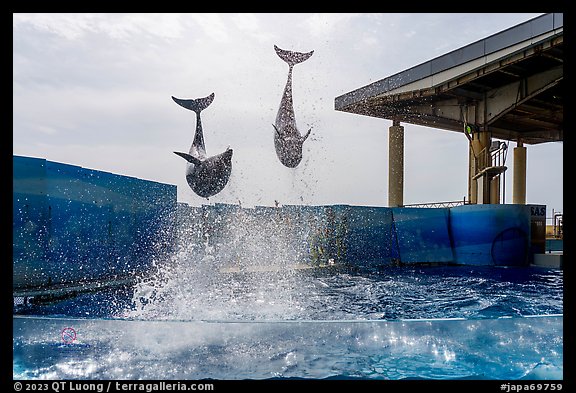Two dolphins high in the air, Enoshima Aquarium. Fujisawa, Japan (color)