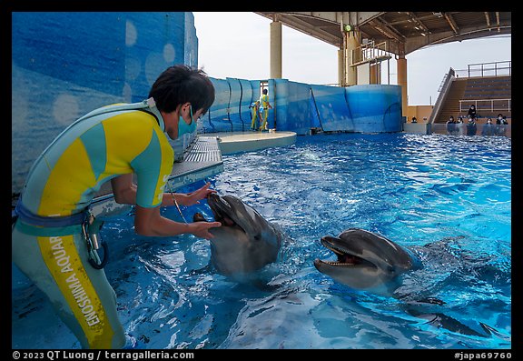 Trainer greeting dolphins, Enoshima Aquarium. Fujisawa, Japan (color)