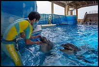 Trainer greeting dolphins, Enoshima Aquarium. Fujisawa, Japan ( color)