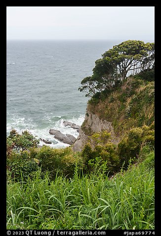 Lush cliffs. Enoshima Island, Japan