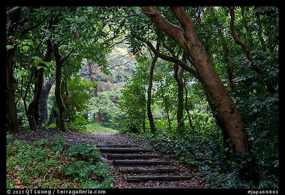 Forested path. Enoshima Island, Japan (color)