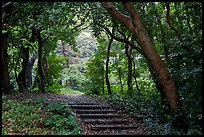 Forested path. Enoshima Island, Japan ( color)