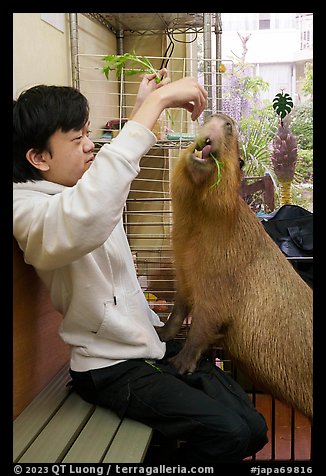 Young woman feeding capybara, Yokohama. Japan (color)