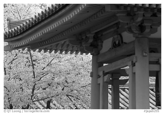 Cherry tree in bloom and temple roof. Kyoto, Japan