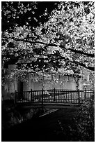 Bridge across a canal and cherry tree in bloom at night. Kyoto, Japan ( black and white)