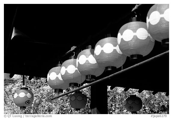 Lanterns and cherry blooms. Kyoto, Japan (black and white)