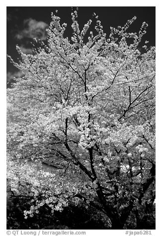 Sakura: flowering cherry tree. Kyoto, Japan