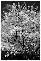 Sakura: flowering cherry tree. Kyoto, Japan (black and white)