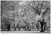 Pink Cherry trees on temple grounds. Kyoto, Japan (black and white)