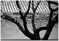 Trunk of cherry tree and temple wall. Kyoto, Japan (black and white)