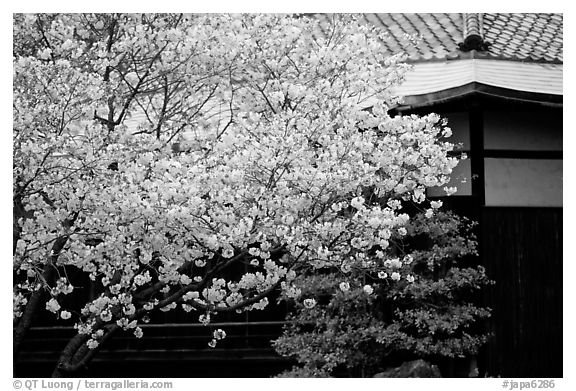 Sakura cherry blossoms and temple detail. Kyoto, Japan (black and white)