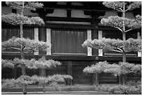 Pines and wooden walls, Sanjusangen-do Temple. Kyoto, Japan (black and white)