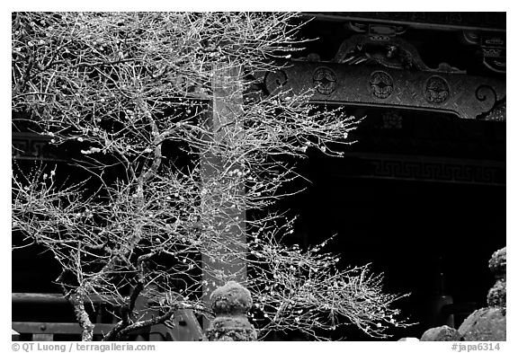 Delicate cherry tree and temple. Nikko, Japan (black and white)