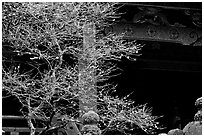 Delicate cherry tree and temple. Nikko, Japan ( black and white)