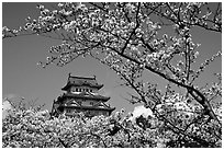 Branch with cherry flowers and castle. Himeji, Japan (black and white)