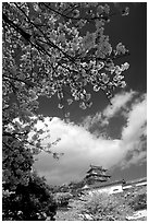 Cherry blooms and castle. Himeji, Japan (black and white)