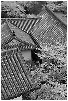 Roofs and cherry blossoms seen from the castle donjon. Himeji, Japan (black and white)
