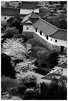 Castle grounds with blossoming cherry trees. Himeji, Japan ( black and white)