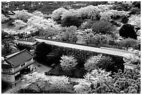 Castle grounds and walls with blossoming cherry trees. Himeji, Japan (black and white)