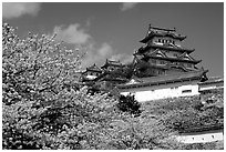 Blooming cherry tree and castle. Himeji, Japan (black and white)