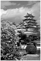 Blossoming cherry tree and castle. Himeji, Japan (black and white)