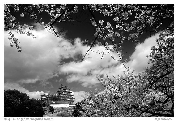 Branches of cherry blossoms and castle. Himeji, Japan