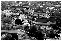 Castle grounds and walls with cherry trees in bloom. Himeji, Japan ( black and white)