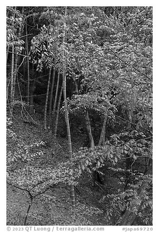 Bamboo in urban park, Yokohama. Japan (black and white)