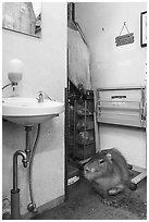 Capybara resting in room, Yokohama. Japan ( black and white)