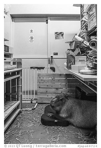 Capybara resting in storage area, Yokohama. Japan (black and white)