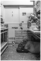 Capybara resting in storage area, Yokohama. Japan ( black and white)