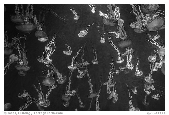 Jellyfish exhibit, Enoshima Aquarium. Fujisawa, Japan (black and white)
