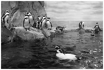 Penguins, Enoshima Aquarium. Fujisawa, Japan ( black and white)
