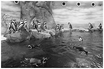 Penguin exhibit, Enoshima Aquarium. Fujisawa, Japan ( black and white)