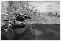 Penguin swiming, Enoshima Aquarium. Fujisawa, Japan ( black and white)