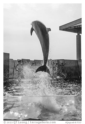 Dolphin jumping during show, Enoshima Aquarium. Fujisawa, Japan (black and white)