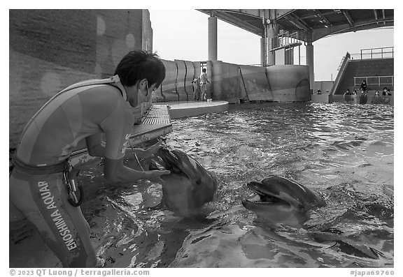 Trainer greeting dolphins, Enoshima Aquarium. Fujisawa, Japan (black and white)