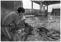 Trainer greeting dolphins, Enoshima Aquarium. Fujisawa, Japan ( black and white)