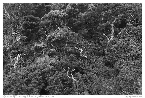 Trees on hillside. Enoshima Island, Japan (black and white)