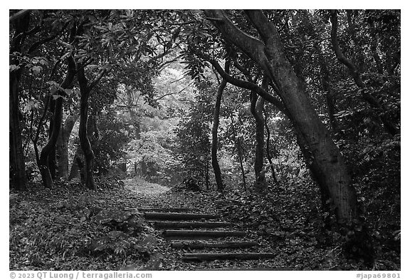 Forested path. Enoshima Island, Japan (black and white)