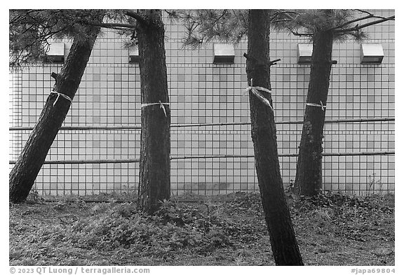 Trees tried with ribbons. Fujisawa, Japan (black and white)