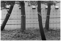 Trees tried with ribbons. Fujisawa, Japan ( black and white)