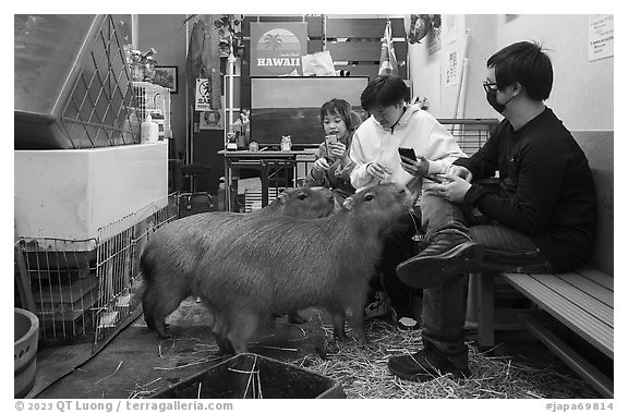 Young adults interacting with capybaras, Yokohama. Japan (black and white)