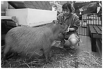 Boy feeding capybara, Yokohama. Japan ( black and white)